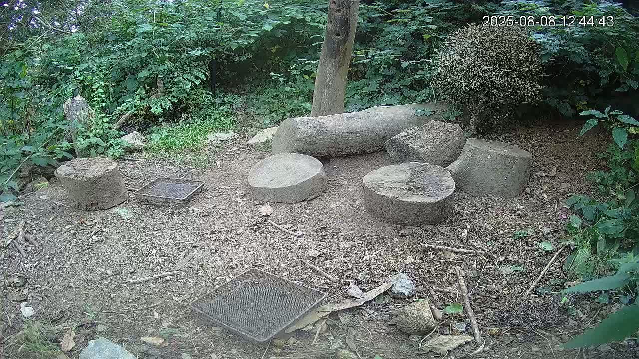 Cornwall, Badgers Watching Pigeon Feeder Live Cam -  Helston, Cornwall, South West, England, United Kingdom