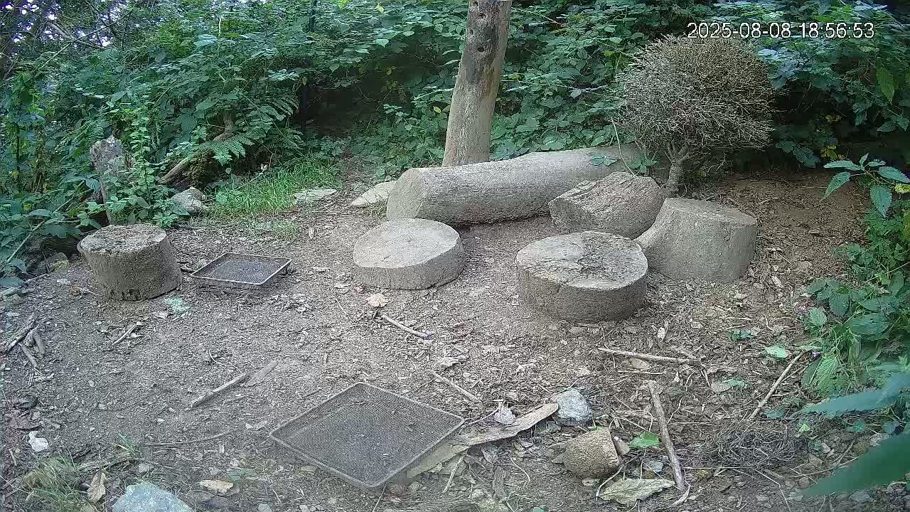 Cornwall, Badgers Watching Pigeon Feeder Live Cam -  Helston, Cornwall, South West, England, United Kingdom
