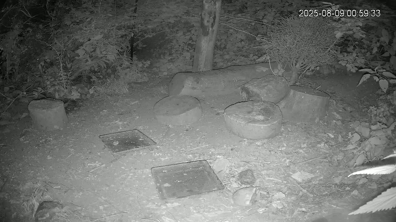 Cornwall, Badgers Watching Pigeon Feeder Live Cam -  Helston, Cornwall, South West, England, United Kingdom