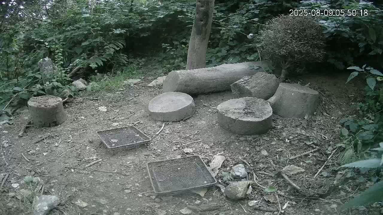 Cornwall, Badgers Watching Pigeon Feeder Live Cam -  Helston, Cornwall, South West, England, United Kingdom