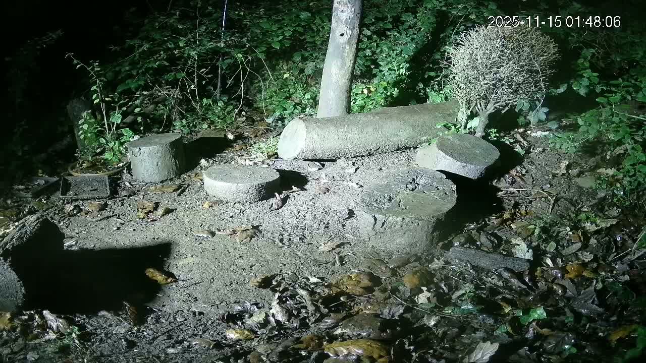 Cornwall, Badgers Watching Pigeon Feeder Live Cam -  Helston, Cornwall, South West, England, United Kingdom
