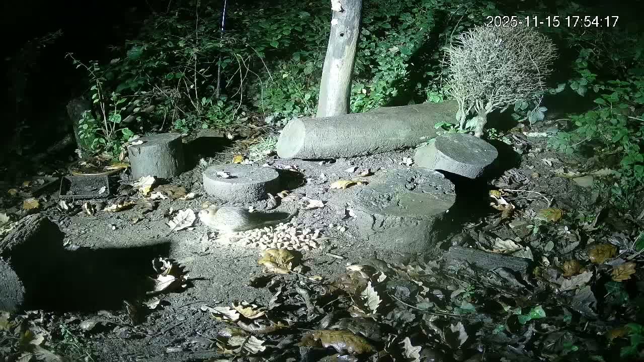 Cornwall, Badgers Watching Pigeon Feeder Live Cam -  Helston, Cornwall, South West, England, United Kingdom