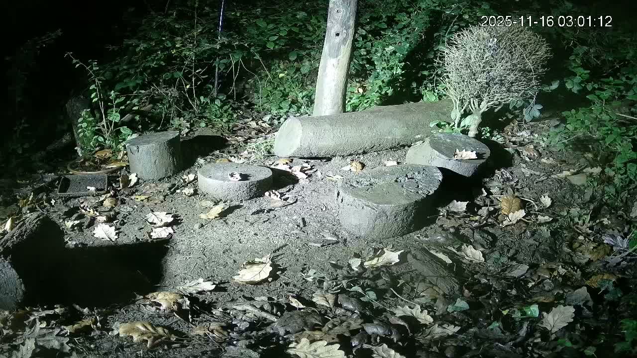 Cornwall, Badgers Watching Pigeon Feeder Live Cam -  Helston, Cornwall, South West, England, United Kingdom