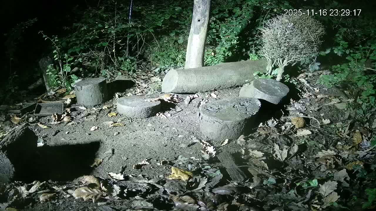 Cornwall, Badgers Watching Pigeon Feeder Live Cam -  Helston, Cornwall, South West, England, United Kingdom