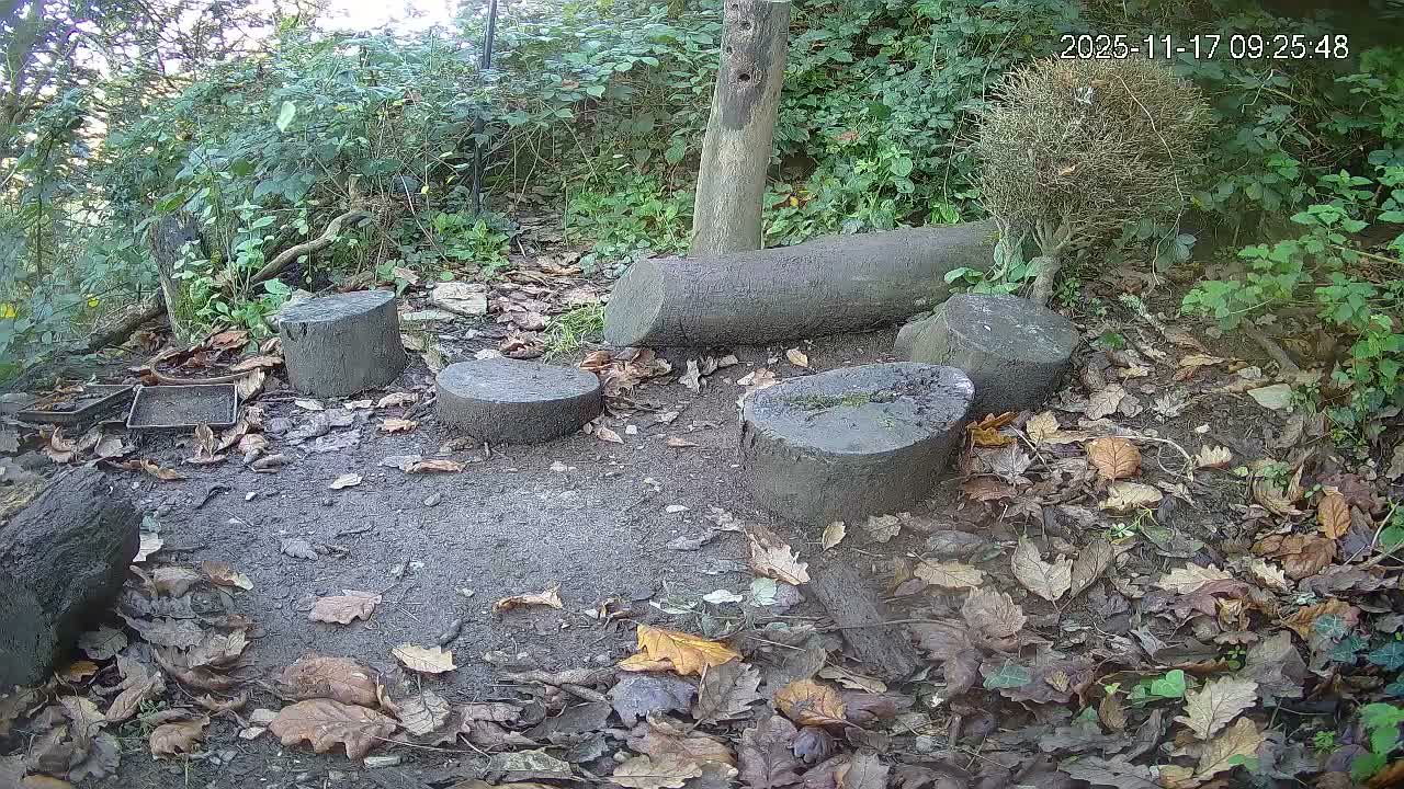 Cornwall, Badgers Watching Pigeon Feeder Live Cam -  Helston, Cornwall, South West, England, United Kingdom