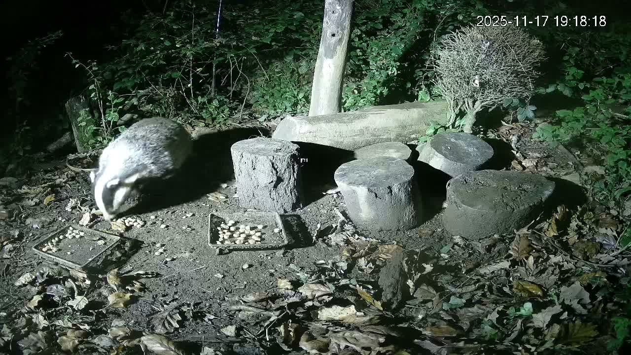Cornwall, Badgers Watching Pigeon Feeder Live Cam -  Helston, Cornwall, South West, England, United Kingdom