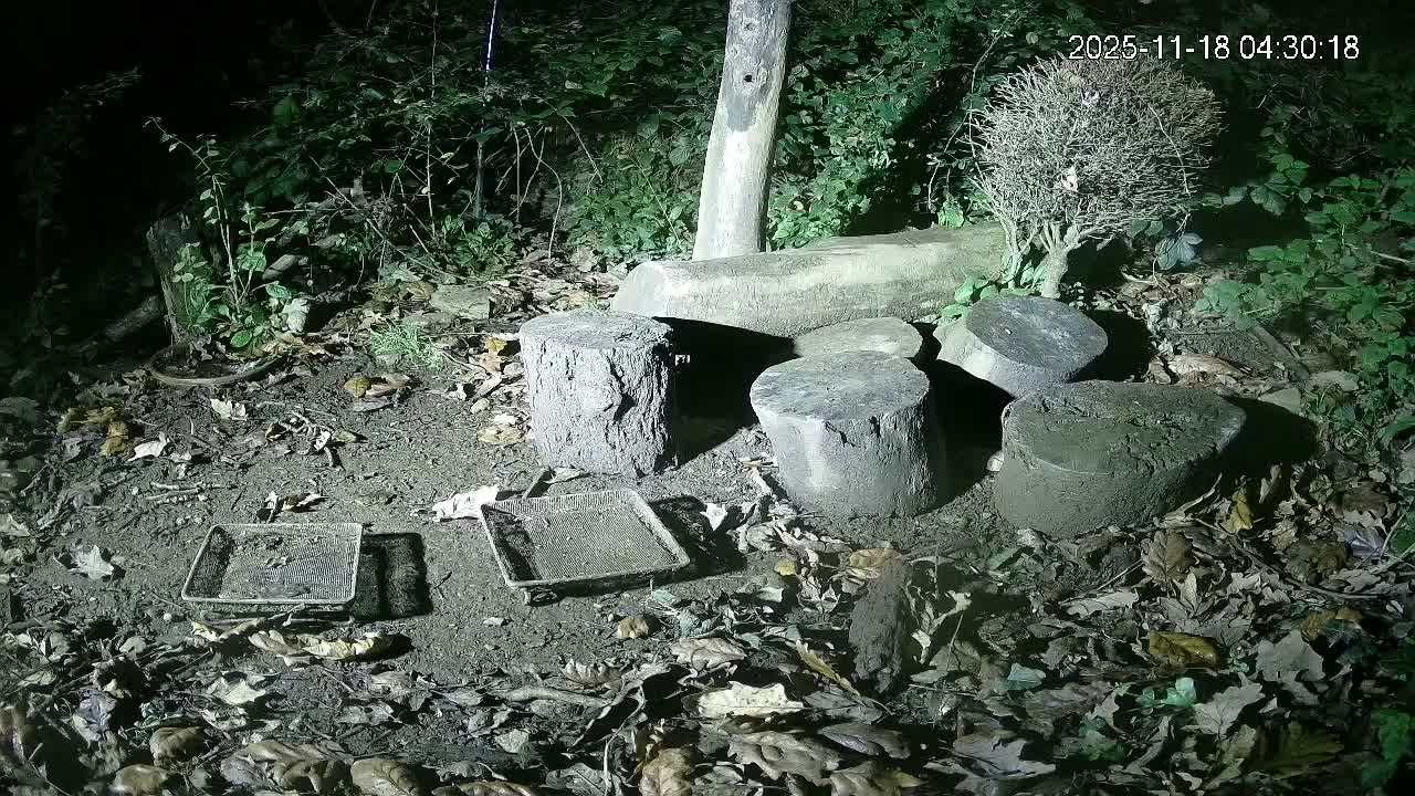 Cornwall, Badgers Watching Pigeon Feeder Live Cam -  Helston, Cornwall, South West, England, United Kingdom