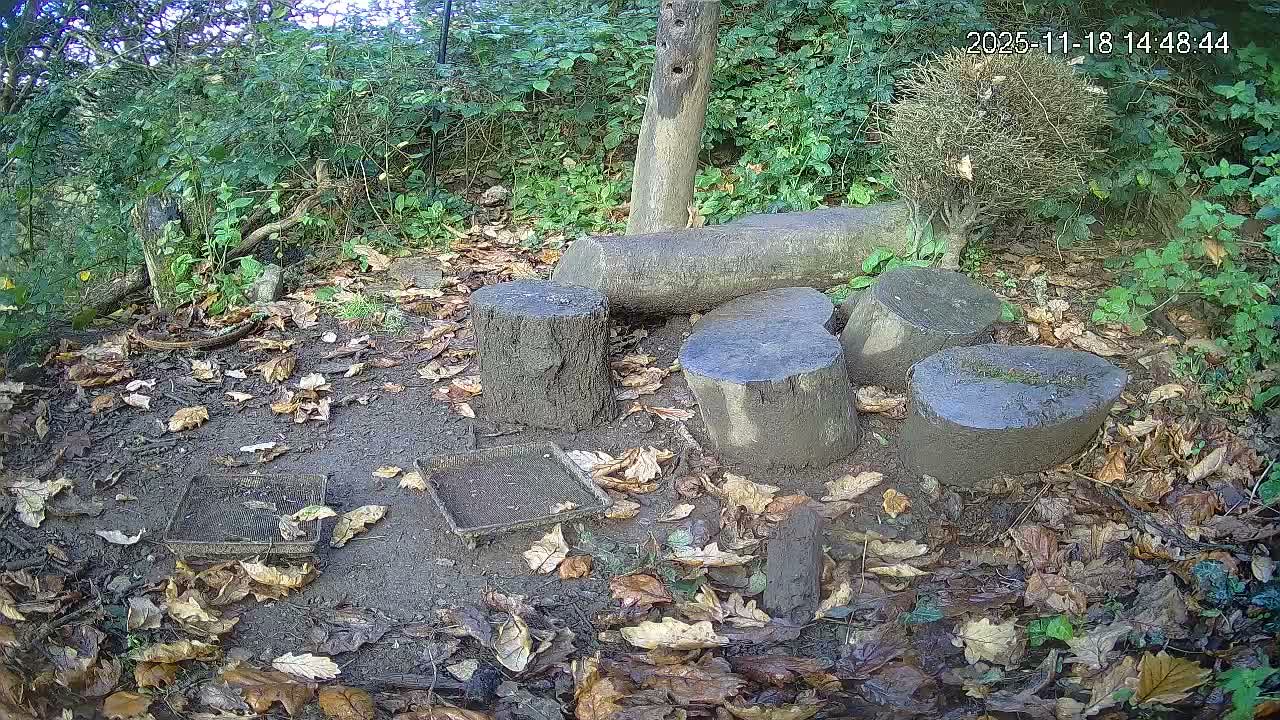 Cornwall, Badgers Watching Pigeon Feeder Live Cam -  Helston, Cornwall, South West, England, United Kingdom
