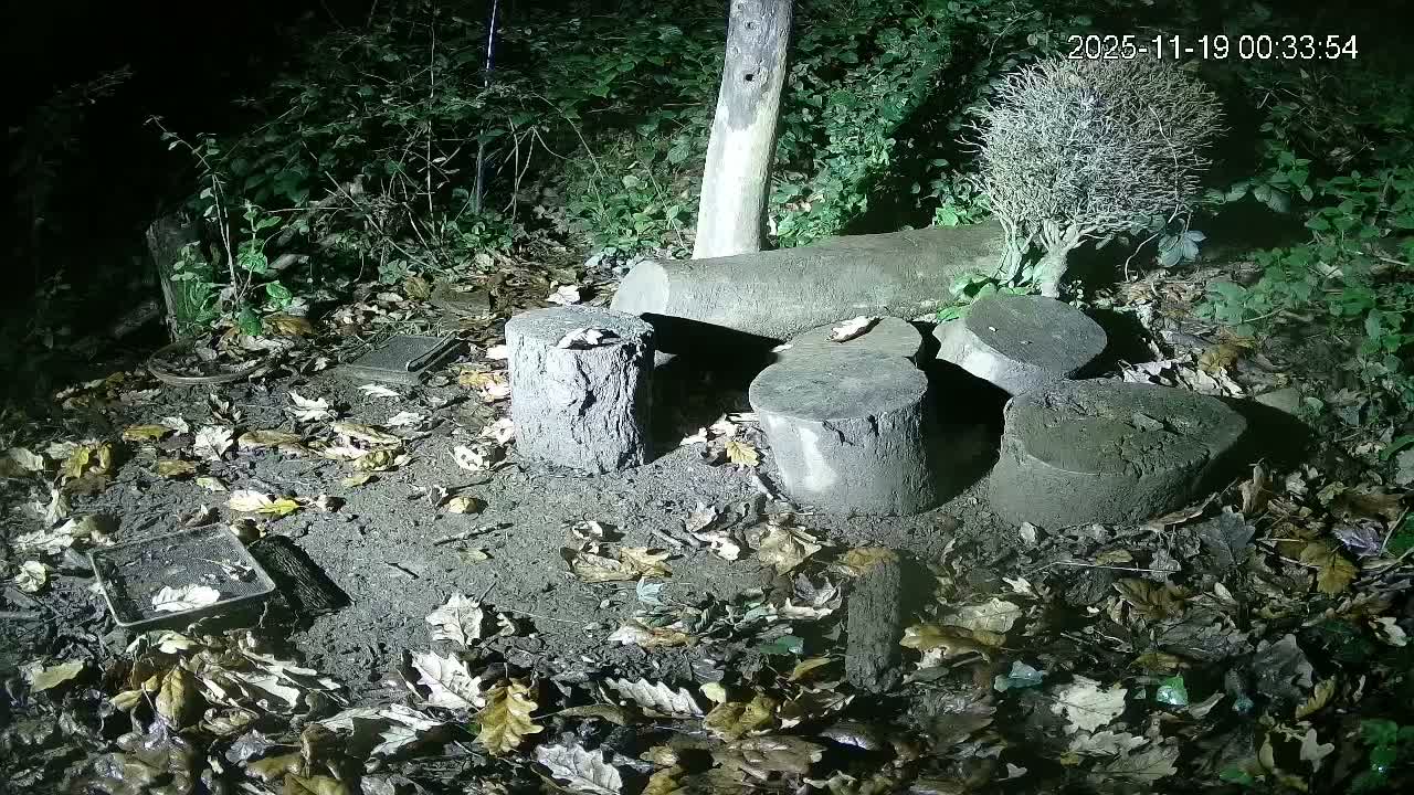 Cornwall, Badgers Watching Pigeon Feeder Live Cam -  Helston, Cornwall, South West, England, United Kingdom