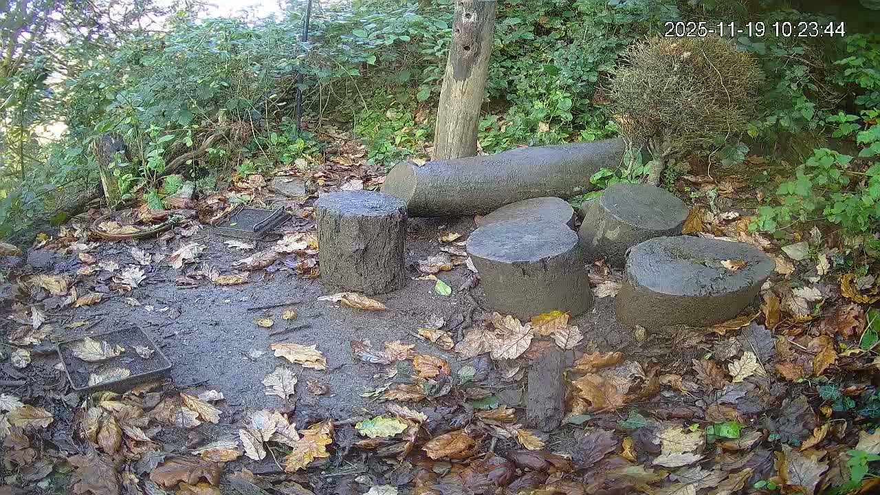 Cornwall, Badgers Watching Pigeon Feeder Live Cam -  Helston, Cornwall, South West, England, United Kingdom