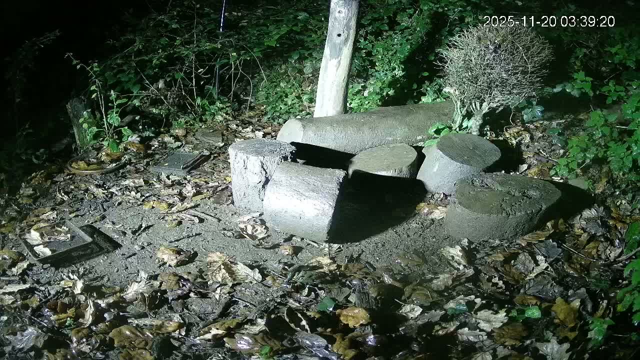 Cornwall, Badgers Watching Pigeon Feeder Live Cam -  Helston, Cornwall, South West, England, United Kingdom