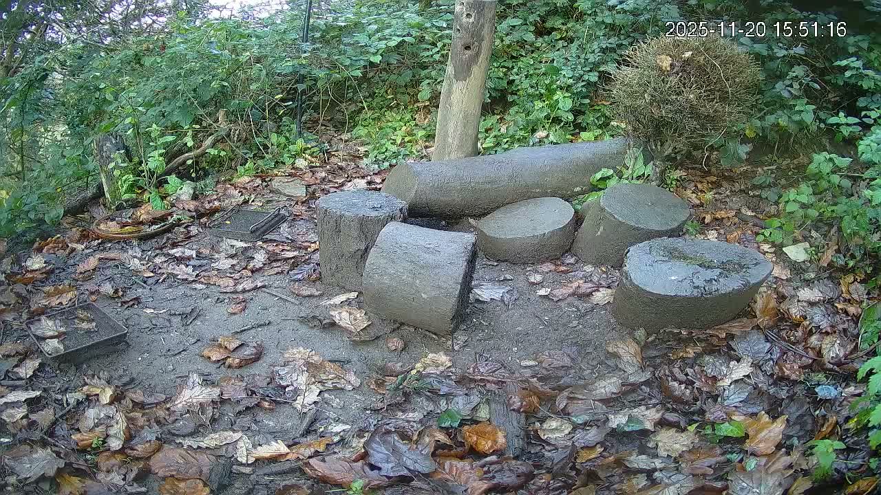 Cornwall, Badgers Watching Pigeon Feeder Live Cam -  Helston, Cornwall, South West, England, United Kingdom