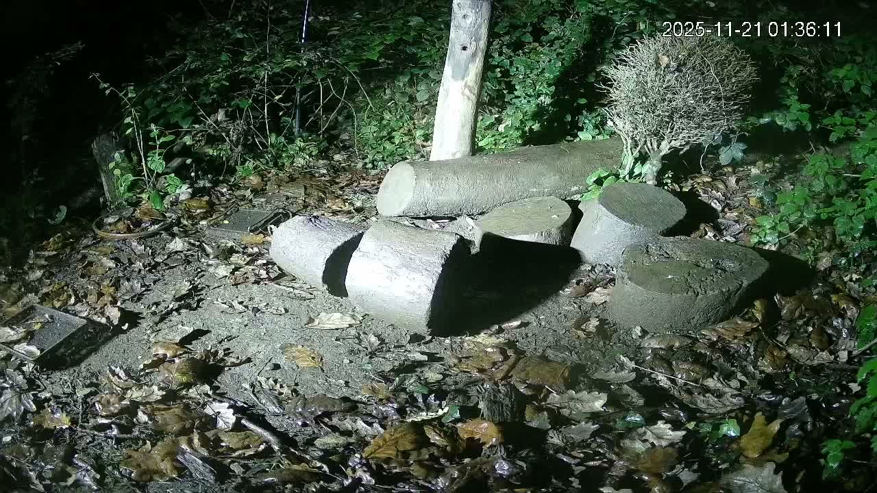 Cornwall, Badgers Watching Pigeon Feeder Live Cam -  Helston, Cornwall, South West, England, United Kingdom