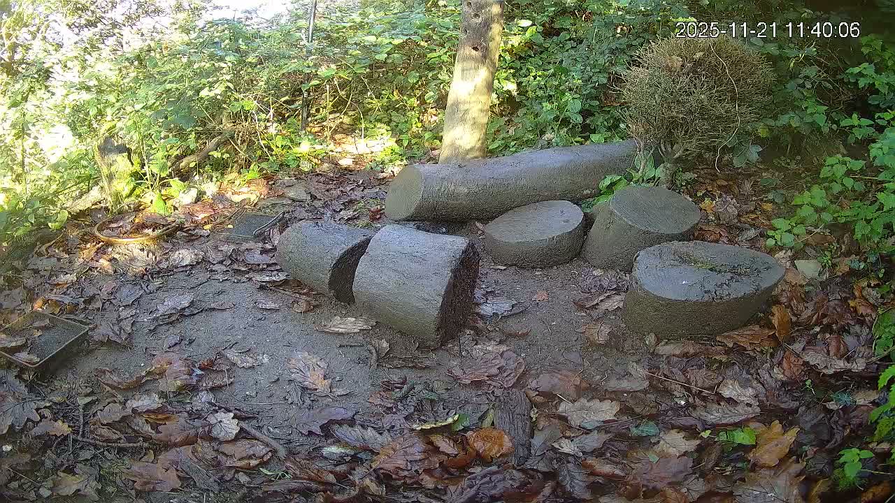 Cornwall, Badgers Watching Pigeon Feeder Live Cam -  Helston, Cornwall, South West, England, United Kingdom