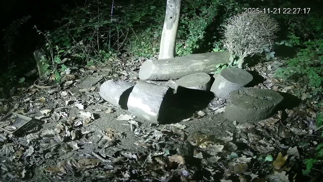 Cornwall, Badgers Watching Pigeon Feeder Live Cam -  Helston, Cornwall, South West, England, United Kingdom