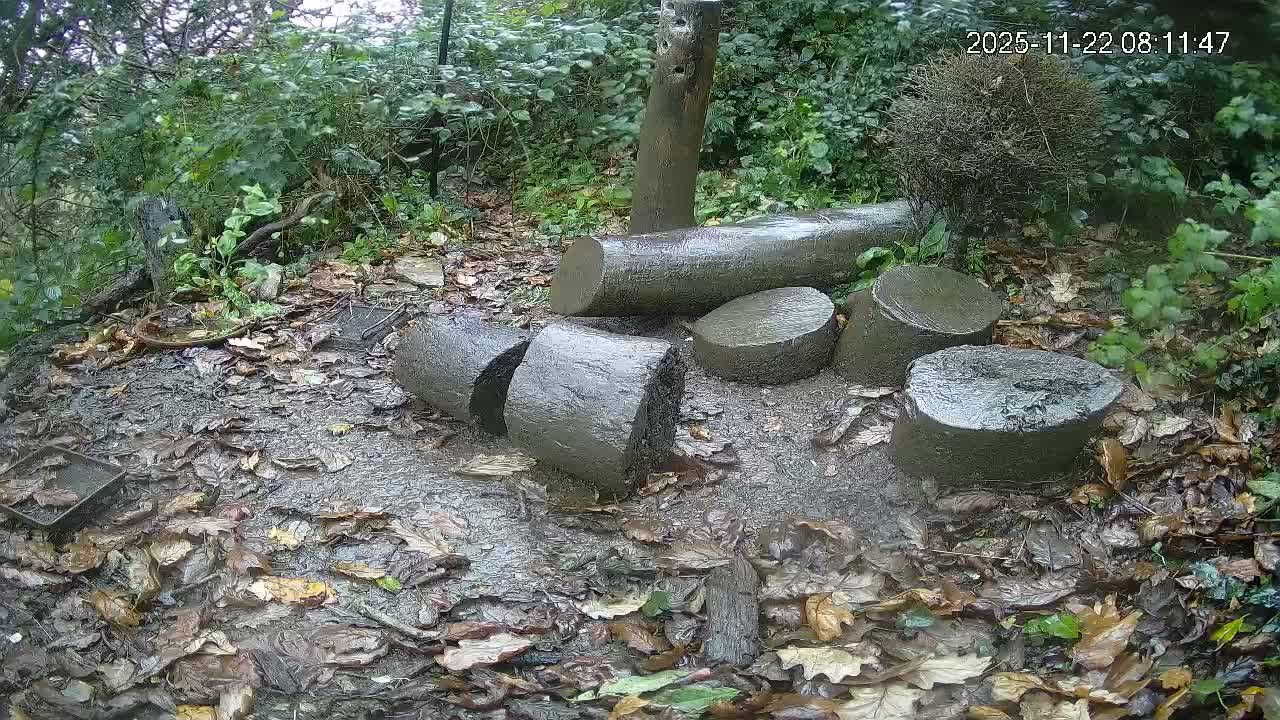 An overcast and wet outdoor scene features several cut logs and tree stumps scattered on muddy ground covered with damp fallen leaves, surrounded by dense green foliage.