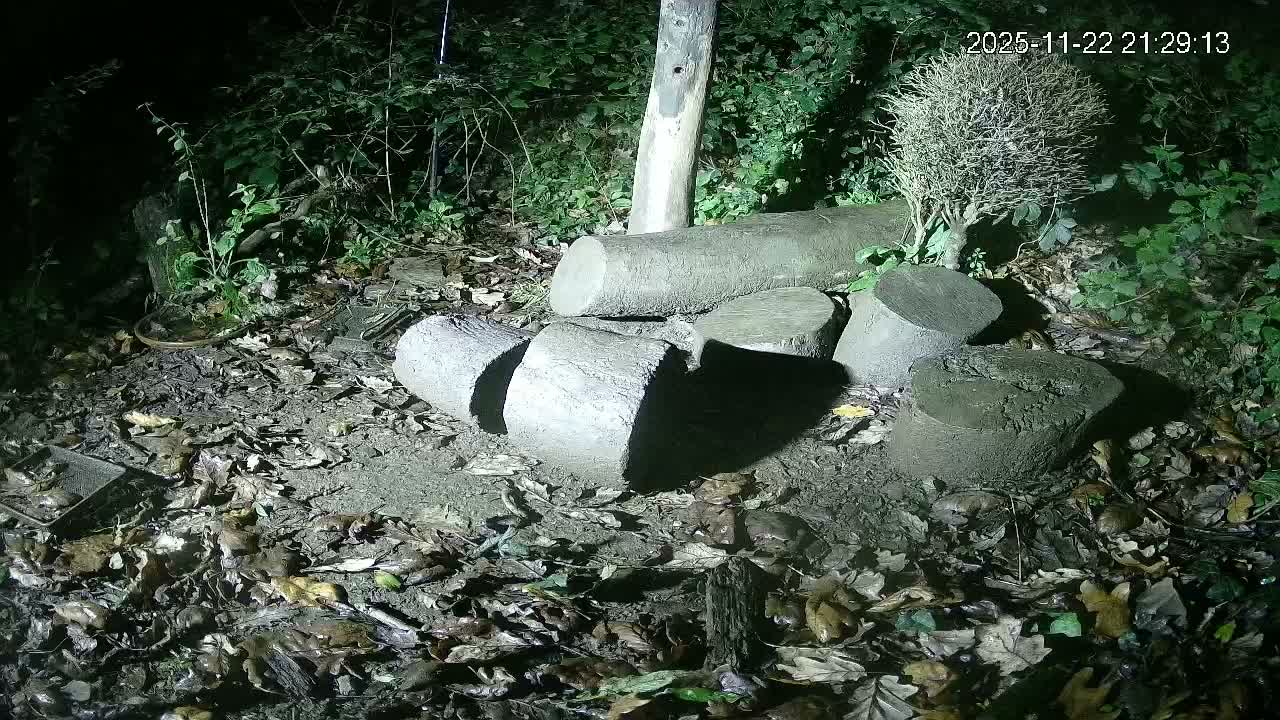 Cornwall, Badgers Watching Pigeon Feeder Live Cam -  Helston, Cornwall, South West, England, United Kingdom