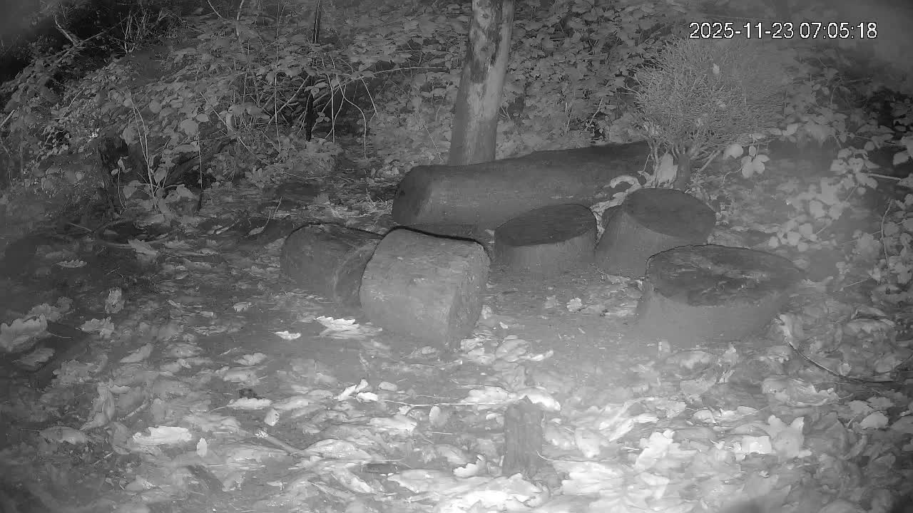 Cornwall, Badgers Watching Pigeon Feeder Live Cam -  Helston, Cornwall, South West, England, United Kingdom