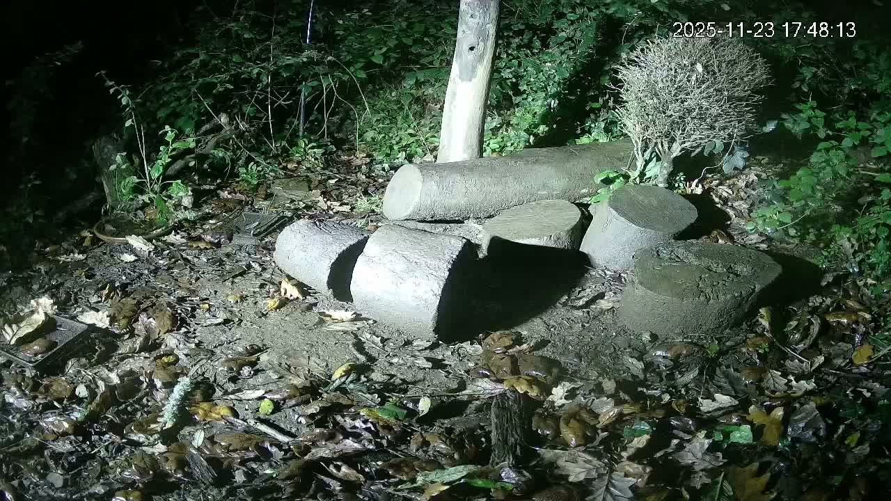 Cornwall, Badgers Watching Pigeon Feeder Live Cam -  Helston, Cornwall, South West, England, United Kingdom