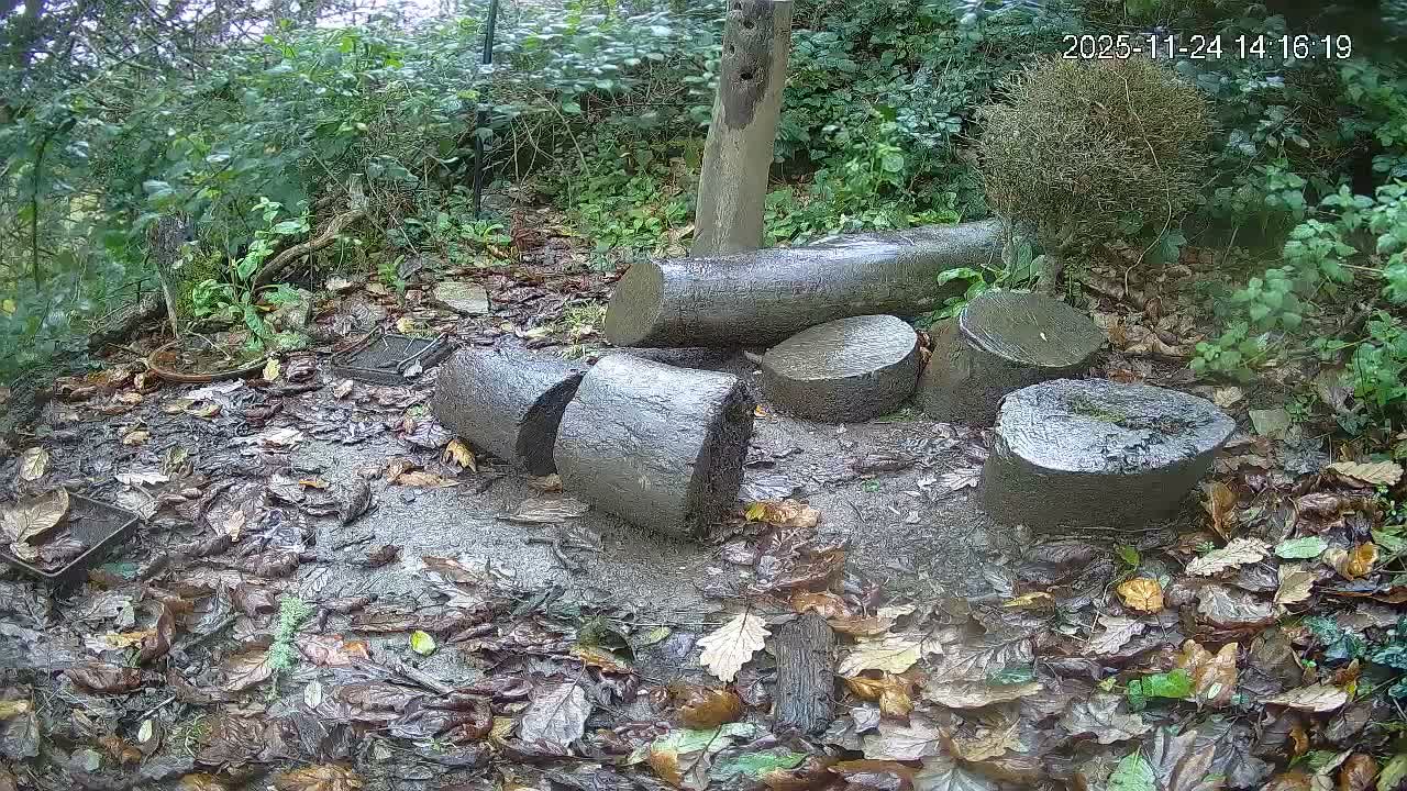 Cornwall, Badgers Watching Pigeon Feeder Live Cam -  Helston, Cornwall, South West, England, United Kingdom