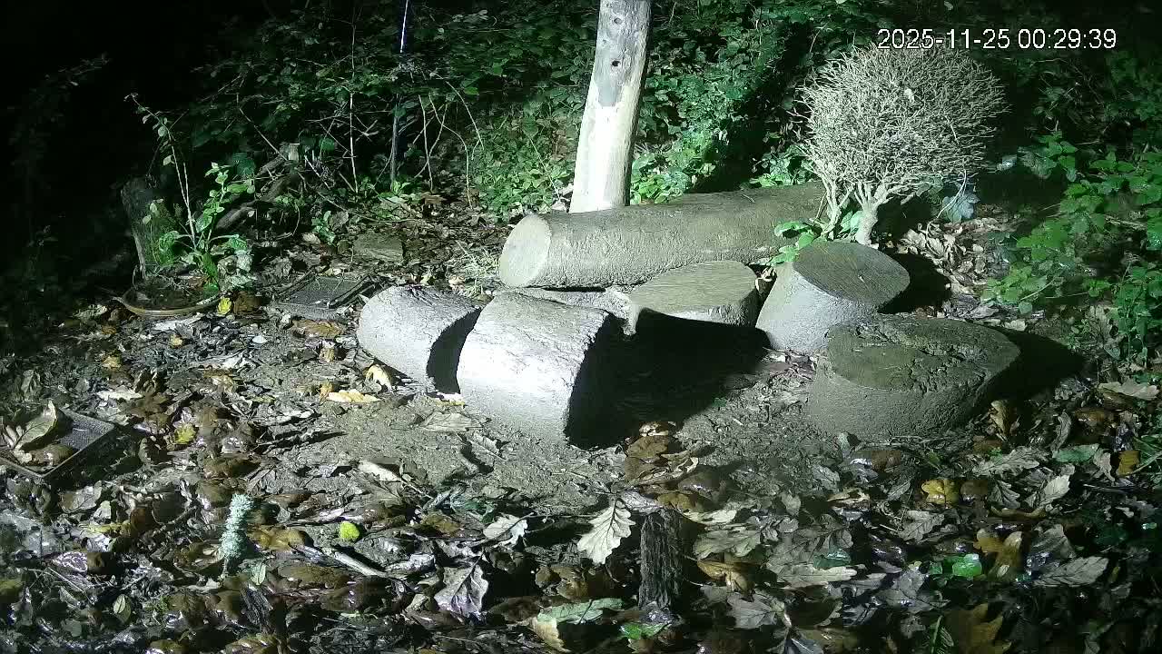 Cornwall, Badgers Watching Pigeon Feeder Live Cam -  Helston, Cornwall, South West, England, United Kingdom