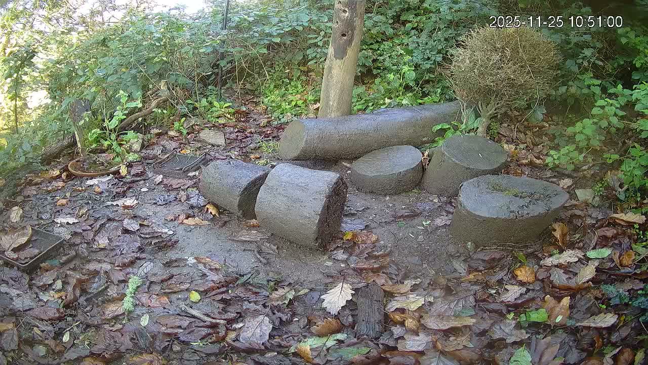 Cornwall, Badgers Watching Pigeon Feeder Live Cam -  Helston, Cornwall, South West, England, United Kingdom