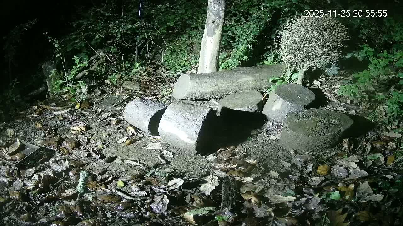 Cornwall, Badgers Watching Pigeon Feeder Live Cam -  Helston, Cornwall, South West, England, United Kingdom