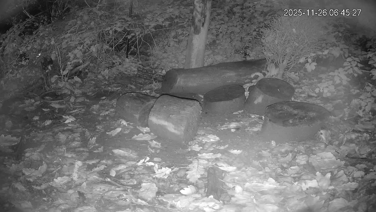 Cornwall, Badgers Watching Pigeon Feeder Live Cam -  Helston, Cornwall, South West, England, United Kingdom