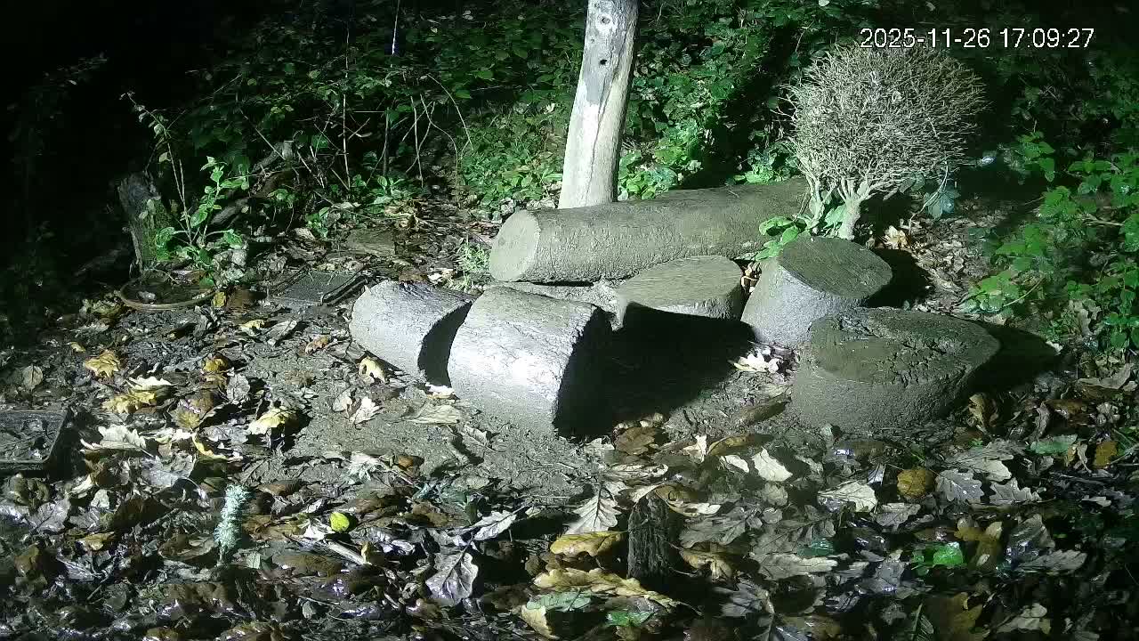 Cornwall, Badgers Watching Pigeon Feeder Live Cam -  Helston, Cornwall, South West, England, United Kingdom