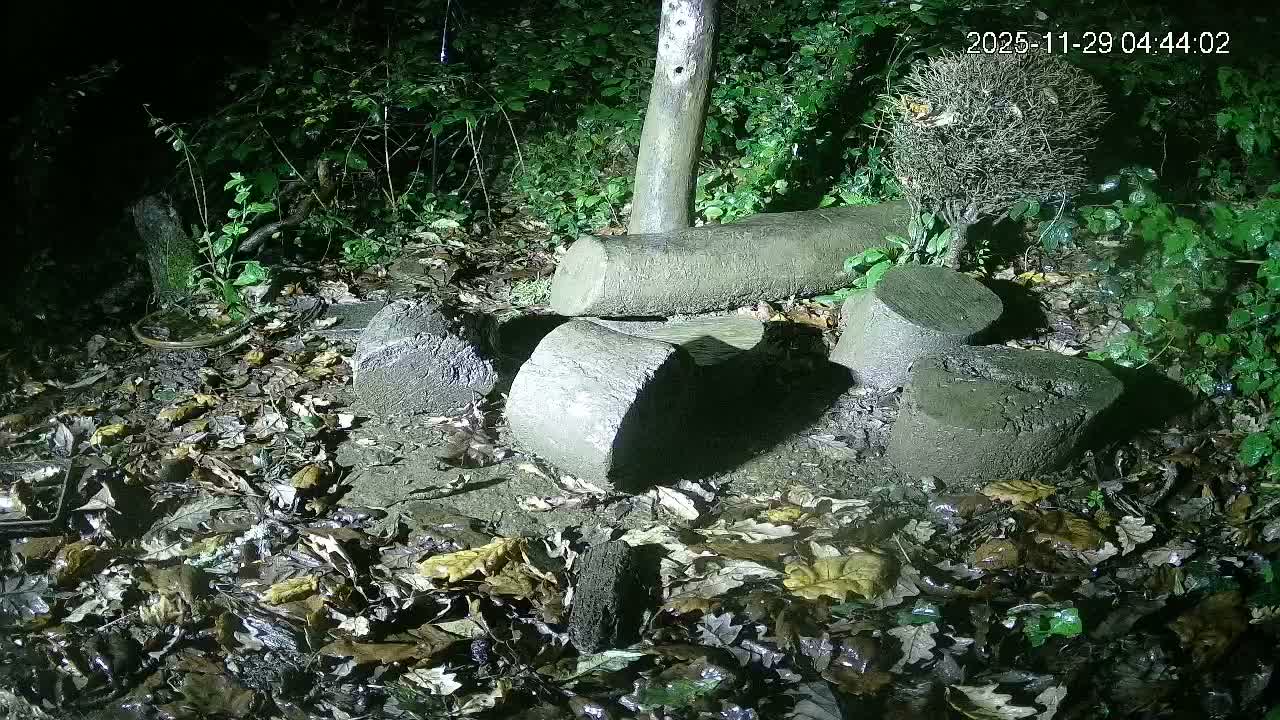 Cornwall, Badgers Watching Pigeon Feeder Live Cam -  Helston, Cornwall, South West, England, United Kingdom