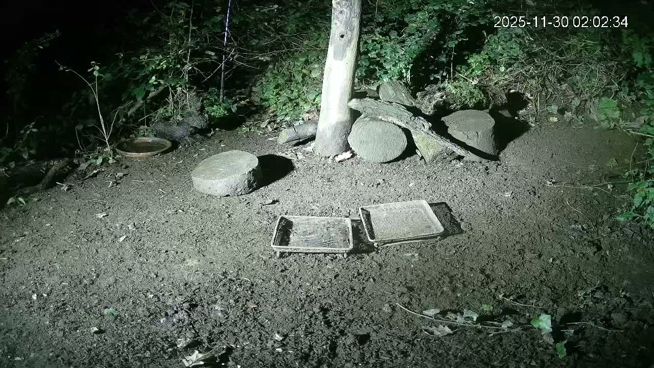 Cornwall, Badgers Watching Pigeon Feeder Live Cam -  Helston, Cornwall, South West, England, United Kingdom