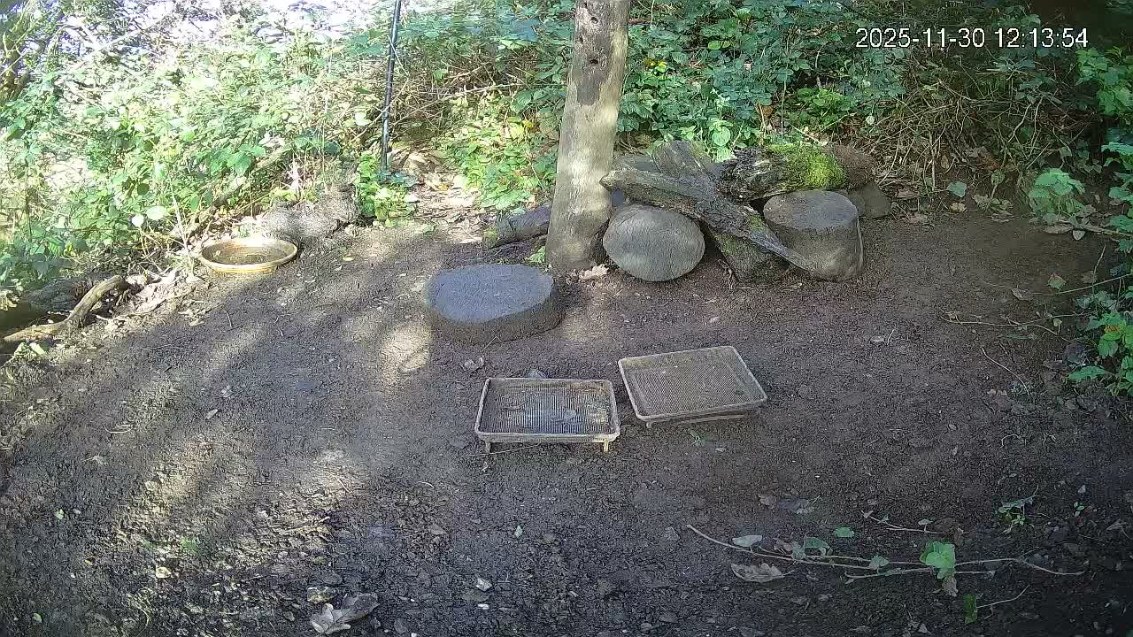 Cornwall, Badgers Watching Pigeon Feeder Live Cam -  Helston, Cornwall, South West, England, United Kingdom