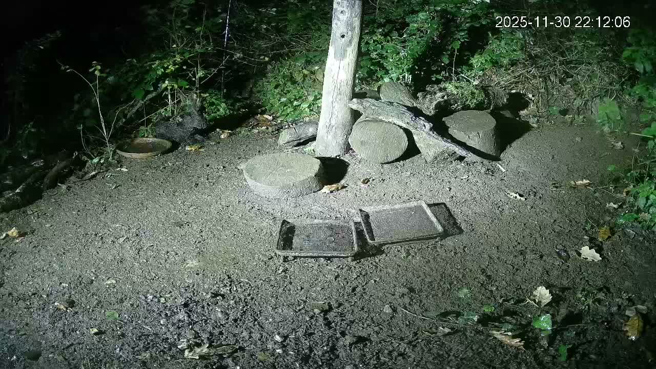 Cornwall, Badgers Watching Pigeon Feeder Live Cam -  Helston, Cornwall, South West, England, United Kingdom