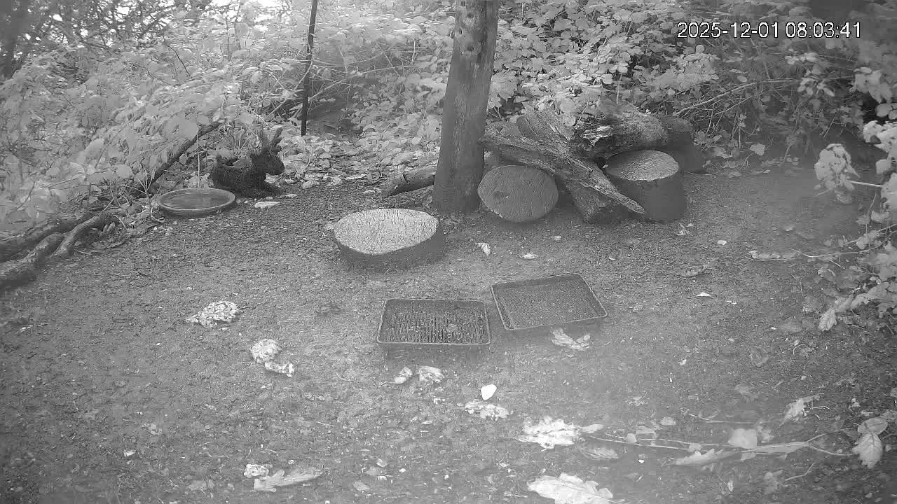 A dark, rabbit-like animal sits near a shallow dish on a dirt ground featuring a tree trunk, various logs, and two rectangular trays, all set amidst dense foliage under overcast daytime conditions.
