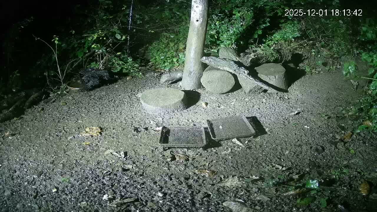 Cornwall, Badgers Watching Pigeon Feeder Live Cam -  Helston, Cornwall, South West, England, United Kingdom