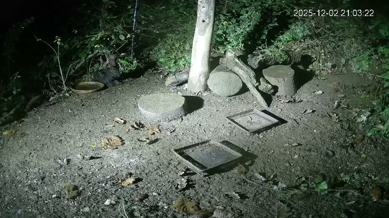 Cornwall, Badgers Watching Pigeon Feeder Live Cam -  Helston, Cornwall, South West, England, United Kingdom