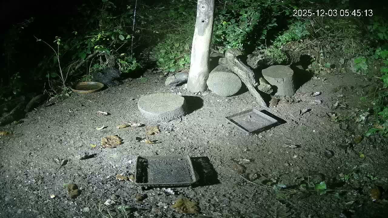 Cornwall, Badgers Watching Pigeon Feeder Live Cam -  Helston, Cornwall, South West, England, United Kingdom