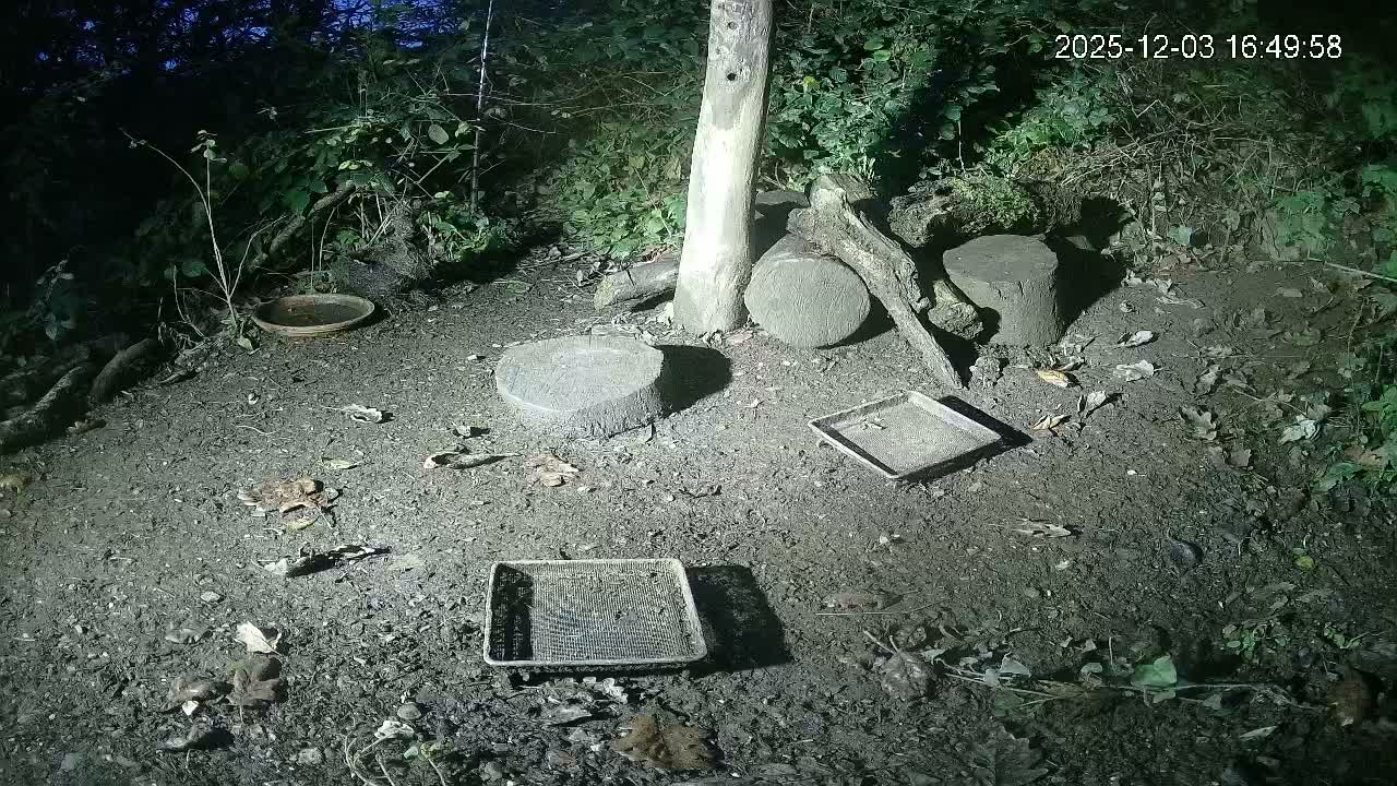 Cornwall, Badgers Watching Pigeon Feeder Live Cam -  Helston, Cornwall, South West, England, United Kingdom