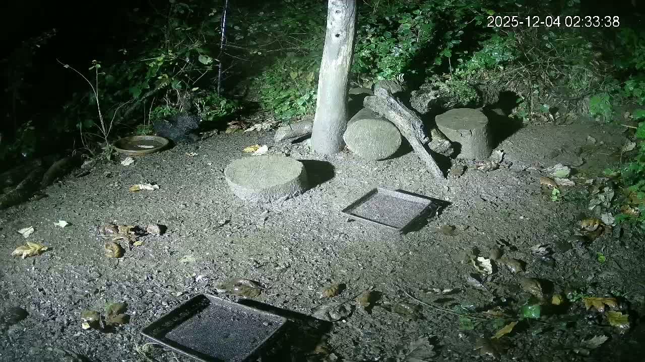 Cornwall, Badgers Watching Pigeon Feeder Live Cam -  Helston, Cornwall, South West, England, United Kingdom