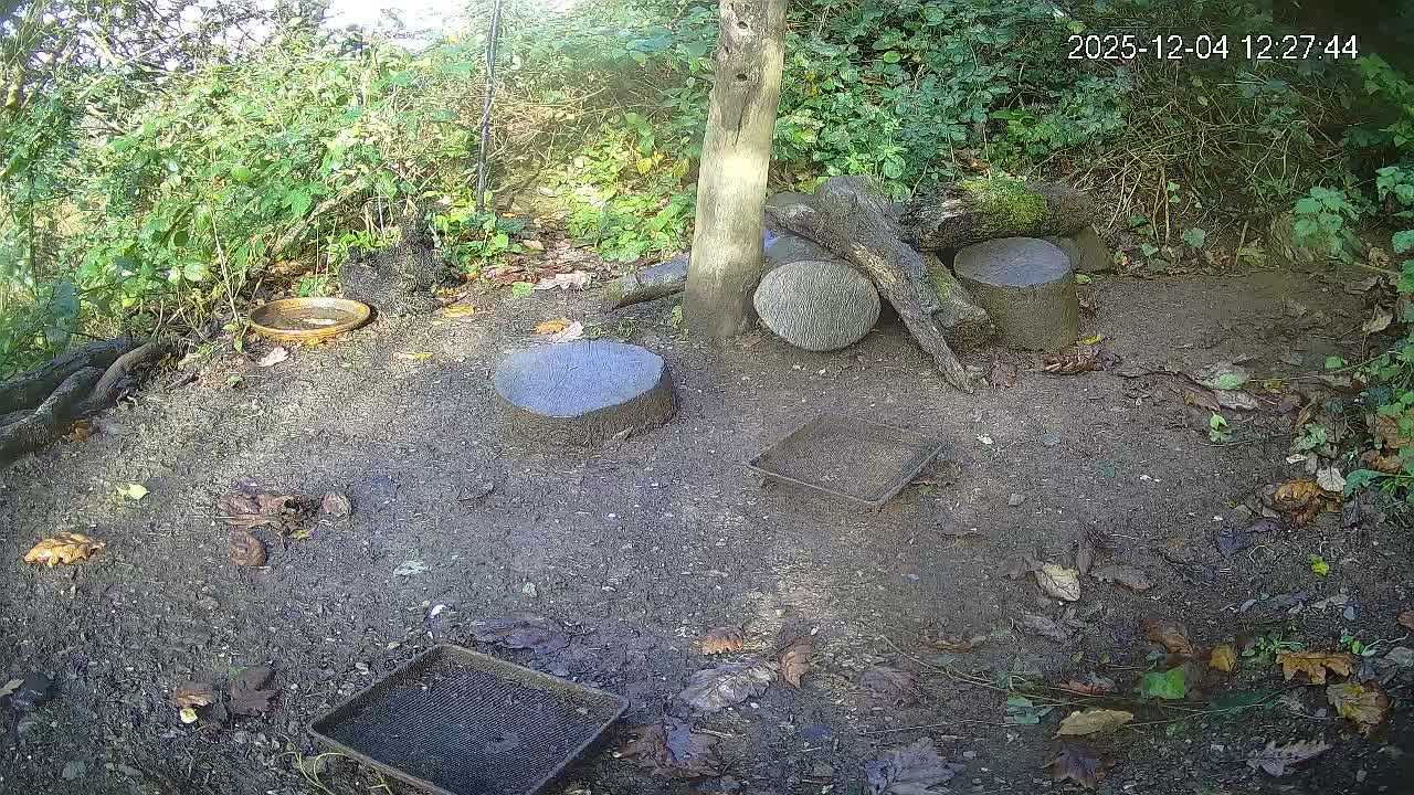 Cornwall, Badgers Watching Pigeon Feeder Live Cam -  Helston, Cornwall, South West, England, United Kingdom