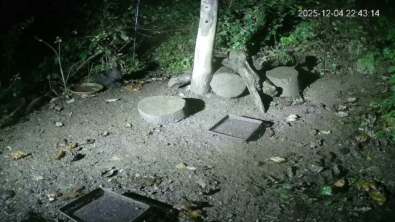 Cornwall, Badgers Watching Pigeon Feeder Live Cam -  Helston, Cornwall, South West, England, United Kingdom