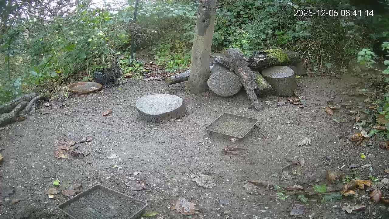A damp, leaf-strewn dirt clearing in a wooded area is visible under an overcast sky, featuring several tree stumps, logs, and metal trays likely used for animal feeding.