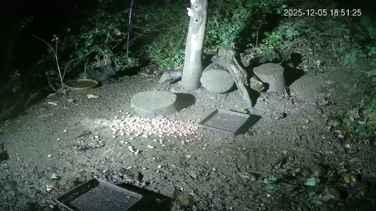 Cornwall, Badgers Watching Pigeon Feeder Live Cam -  Helston, Cornwall, South West, England, United Kingdom