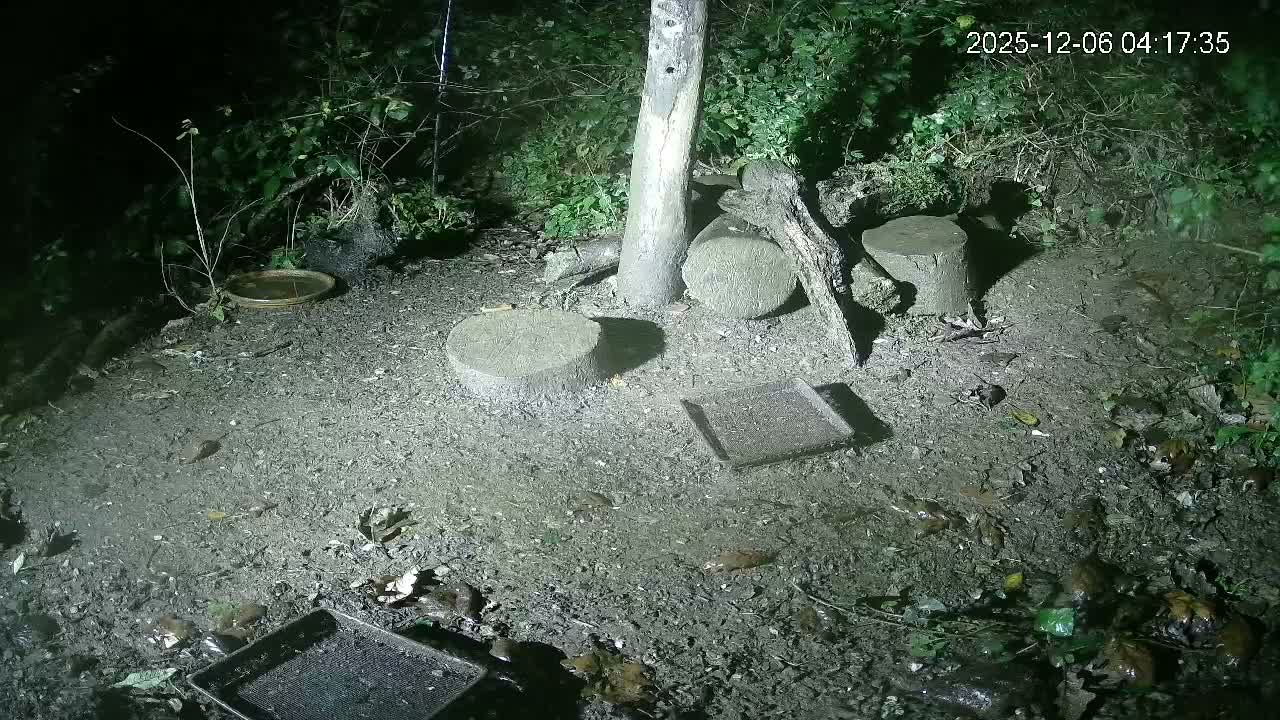 Cornwall, Badgers Watching Pigeon Feeder Live Cam -  Helston, Cornwall, South West, England, United Kingdom