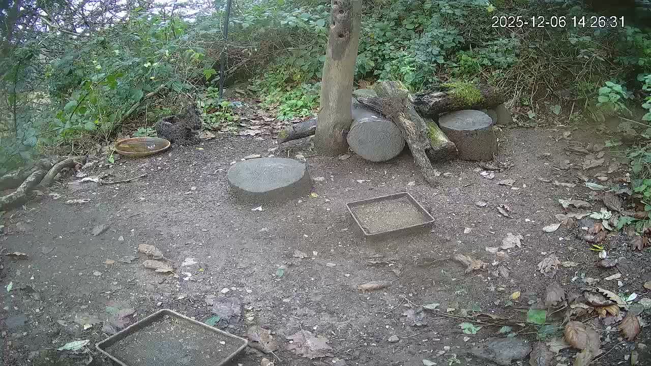 Cornwall, Badgers Watching Pigeon Feeder Live Cam -  Helston, Cornwall, South West, England, United Kingdom