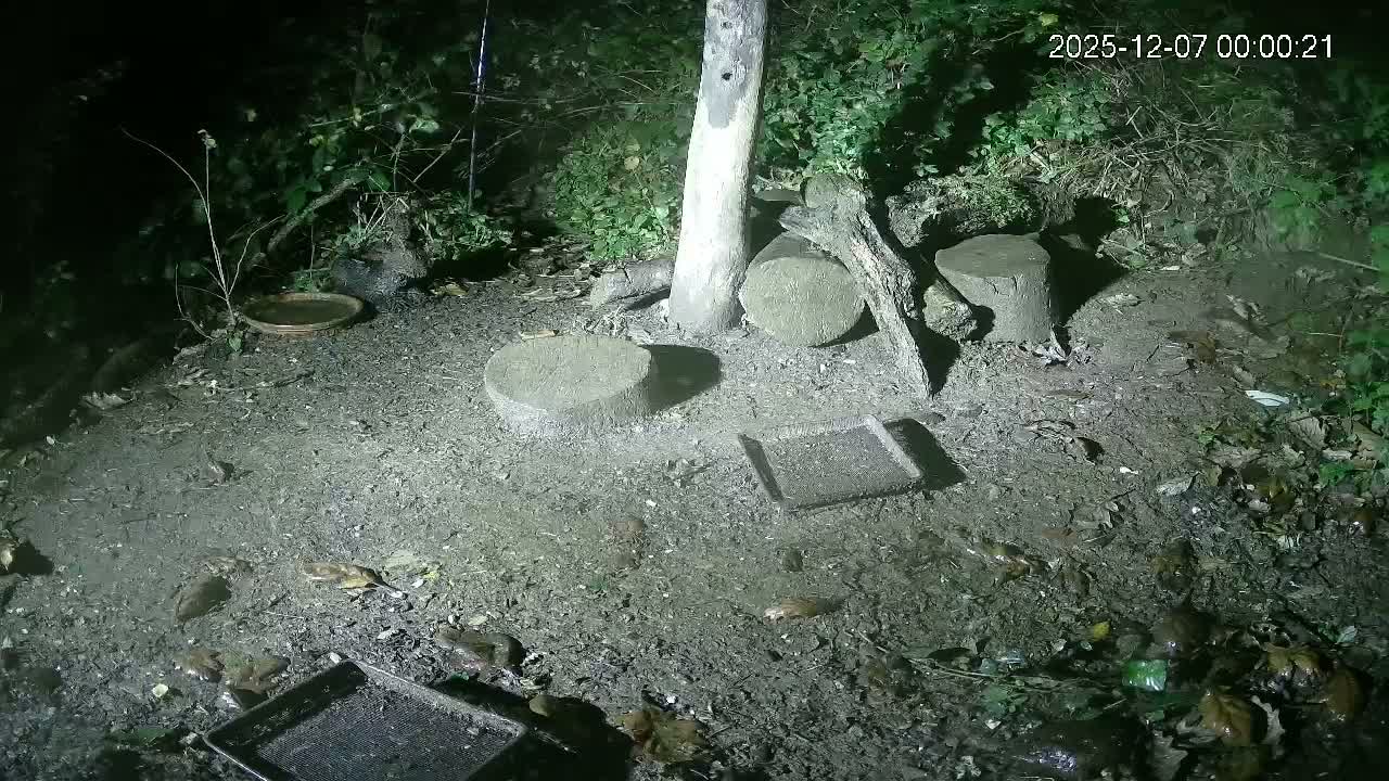 Cornwall, Badgers Watching Pigeon Feeder Live Cam -  Helston, Cornwall, South West, England, United Kingdom