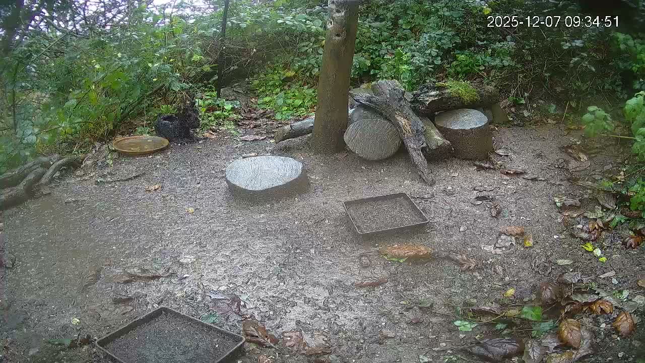 Cornwall, Badgers Watching Pigeon Feeder Live Cam -  Helston, Cornwall, South West, England, United Kingdom