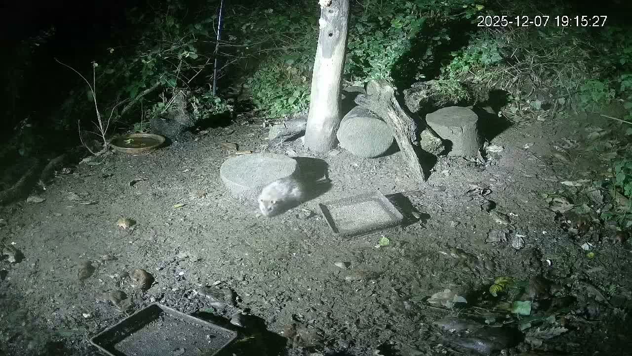 Cornwall, Badgers Watching Pigeon Feeder Live Cam -  Helston, Cornwall, South West, England, United Kingdom