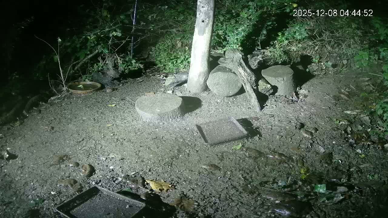 Cornwall, Badgers Watching Pigeon Feeder Live Cam -  Helston, Cornwall, South West, England, United Kingdom