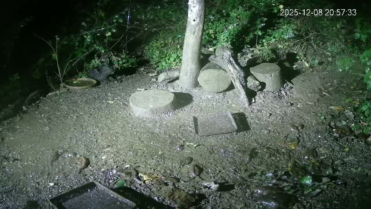 Cornwall, Badgers Watching Pigeon Feeder Live Cam -  Helston, Cornwall, South West, England, United Kingdom